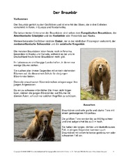 Braunbär-Steckbrief.pdf